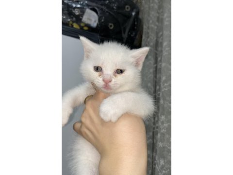 Güzel british shorthair meleğimiz yeni yuvasını arıyor!