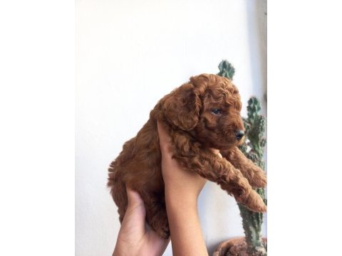 Kore kan dişi poodle