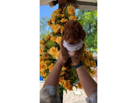 Toy poodle yavru köpeklerimiz