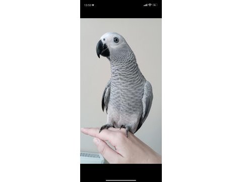7 aylık evcil jako papağanı