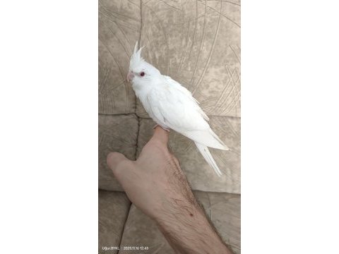 Albino sultan papağanı yavrusu
