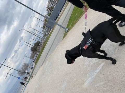 Eğitimli cane corso dişi 2 yaşında