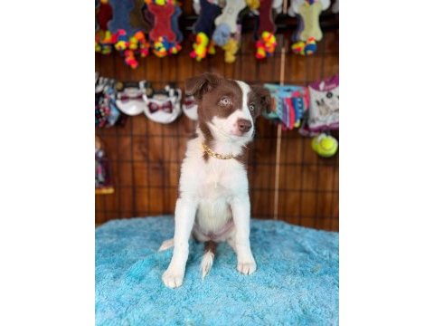 Dunyanin en zeki ırkı border collie