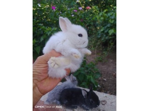 Sevimli safkan cüce tavşan yavruları