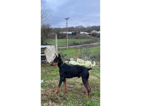 14 aylık çok güçlü asil doberman