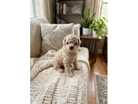 Toy poodle dişi erkek yavrular