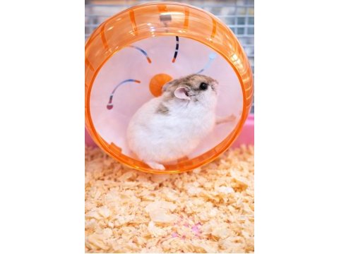 Gonzalez hamster