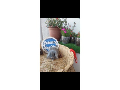 Teddy lop tavşanı yavruları