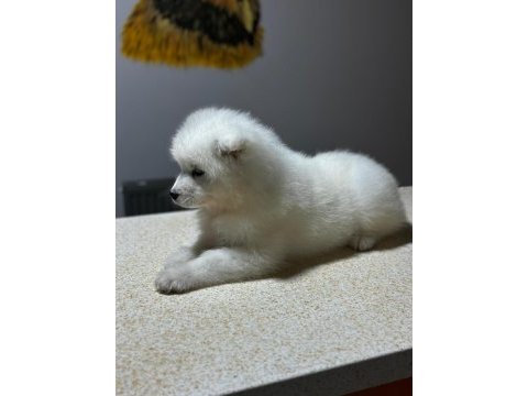 Samoyed yavruları