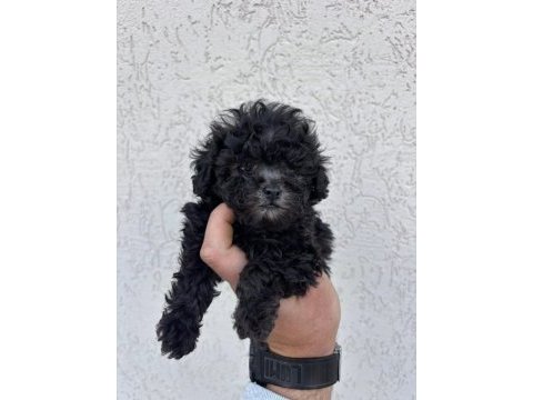 Kore ve toy poodle bebekler