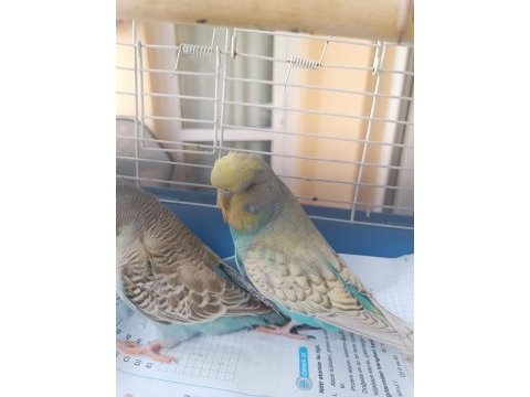 Konuşturmalık alıştırmalık a kalite şov jumbo kuşlar