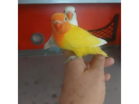 Yeme düşen bebek papağanlar