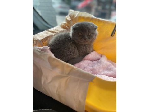 British shorthair yavrumuz