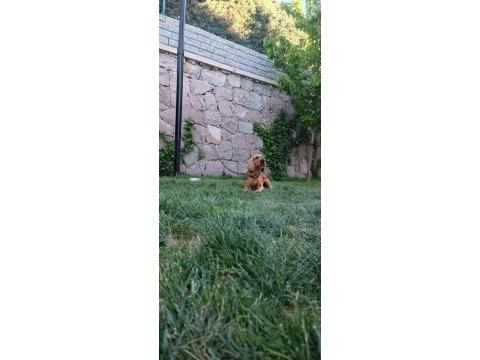 American cocker 1.5 yaşında