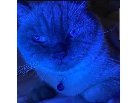 Blue point kedimiz acil sahıplendırme