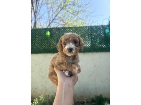 Maltipoo yavruları
