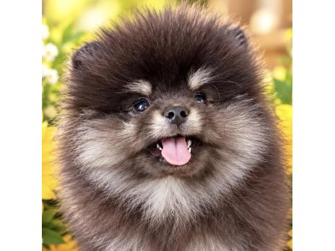 Pomeranian boo yavrusu
