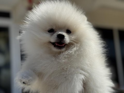 Ultra kalite ayı suratlı pomeranian yavrular