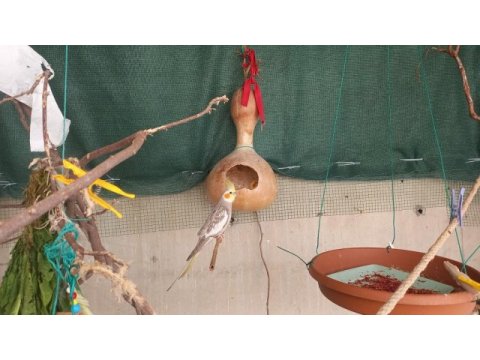 Yavru ve eş muhabbet kuşlarımı sahiplendiriyorum