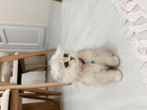 2 aylık scottish longhair kedimiz yuva arıyor