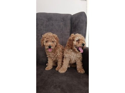 Toy poodle yavru köpeklerimiz