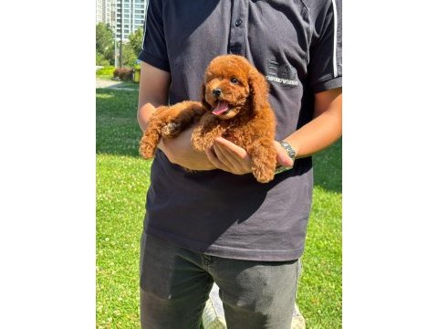 Toy poodle bebekler
