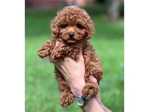 Kg garantili kore toy poodle yavrularımız