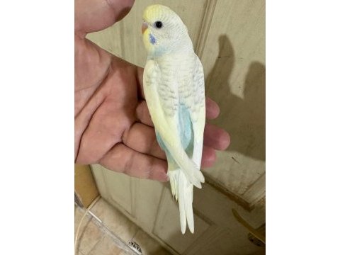 30 günlük renk güzeli oğlan muhabbet kuşu