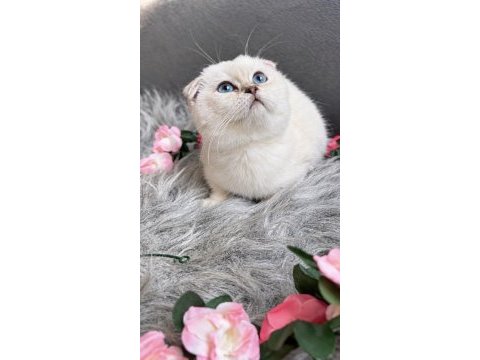 Muhteşem kalite sıfır kulak scottish fold