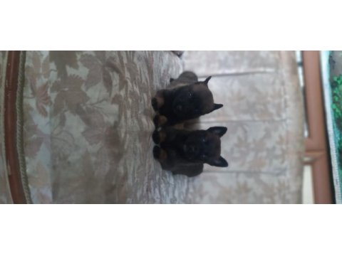 Bursadan rezerveye acık malinois yavrular