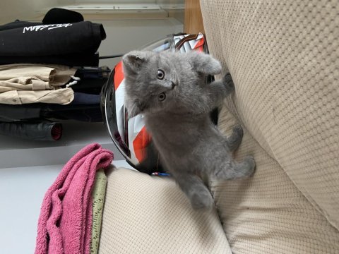 2,5 aylık dişi anne baba british shorthair