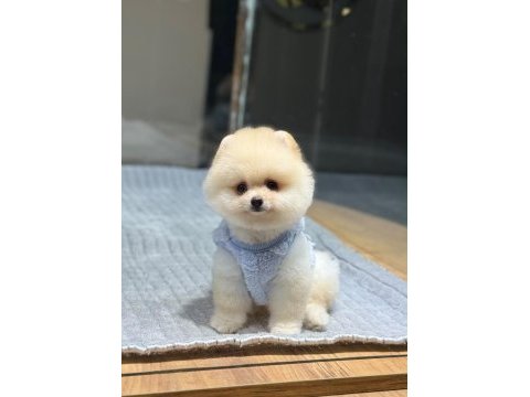 Ayıcık surat pomeranian boo yavrumuz