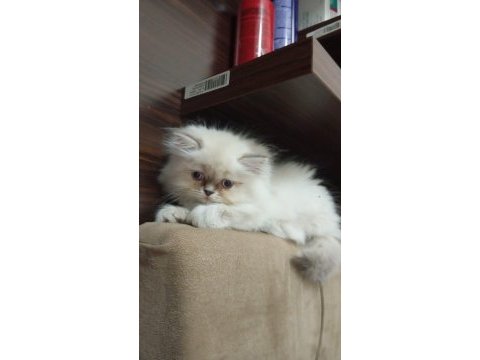 British longhair kedimiz