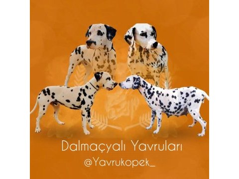 Irk garantili dalmaçyalı yavruları
