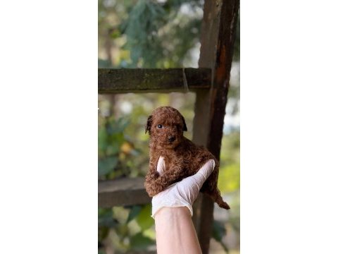 Red brown toy poodle