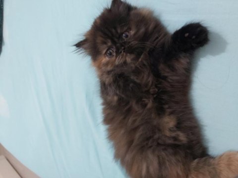 İran persian