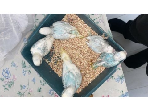 Yavru muhabbet kuşları