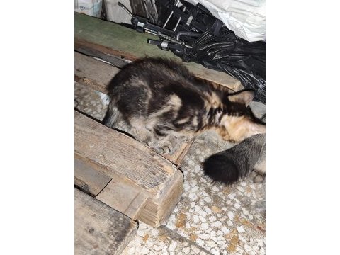 Anne baba van kedisi kendisi siyah kardeşi kırcalli
