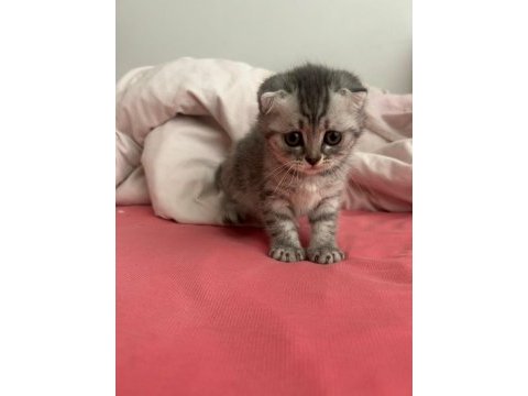 Show kalite wc eğitimli her renk scottish fold yavrularımız
