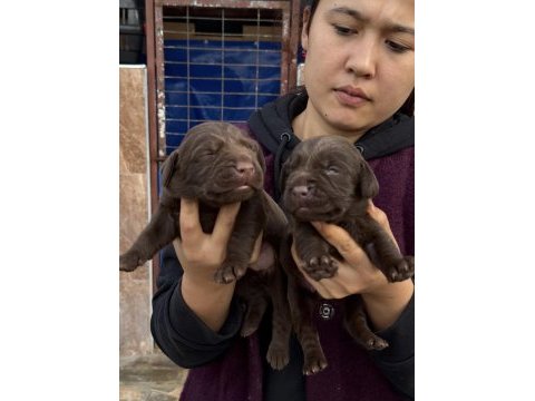 Labrador redriever sevimli yavrular ruhsatlı çiftlik 