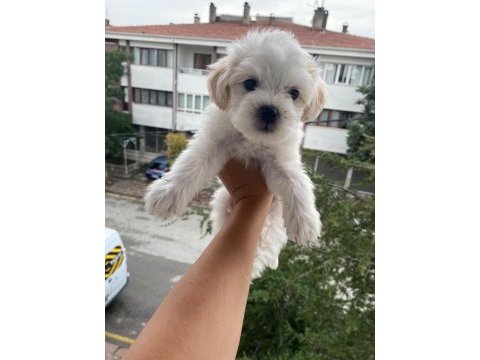 Maltese terrier yavrularımız