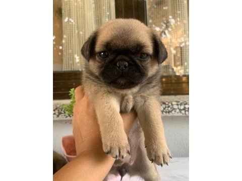 Teslime hazır pug mops yavrularım 1 dişi 1 erkek