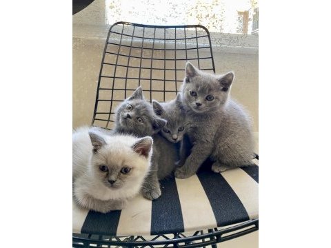 Uyguna sahiplendirilecek erkek yavrularım british shorthair