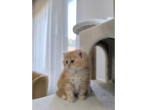 Golden british longhair yavrularımız