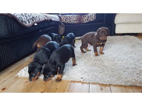 Üst seviye doberman yavruları