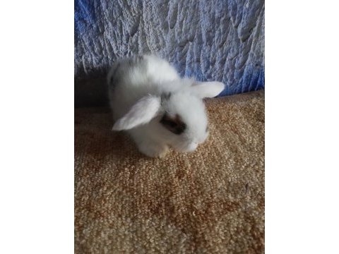 Teddy lop tavşanı yavrular mavi göz