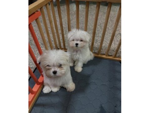 Maltipoo bebeklerim