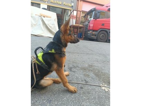 5 aylık safkan alman kurdu rex