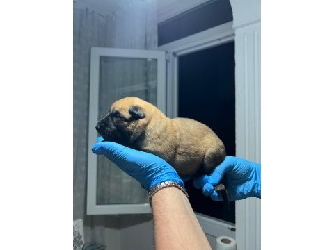 Şecere belgeli a kalite malinois yavruları