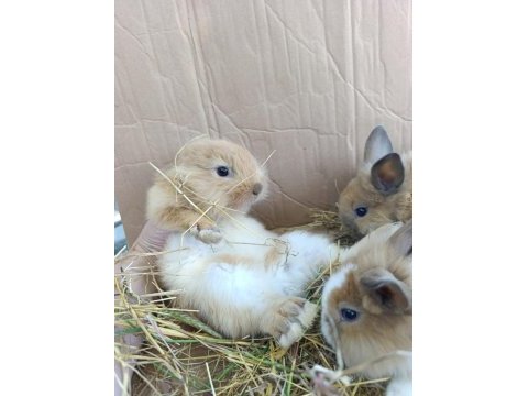 Fluffy dwarfs özel pofuduk cüce tavşanlarımız